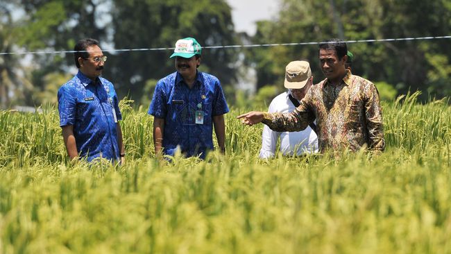 3 Strategi Menteri Pertanian Amran Menjadikan Indonesia sebagai Lumbung Pangan Dunia